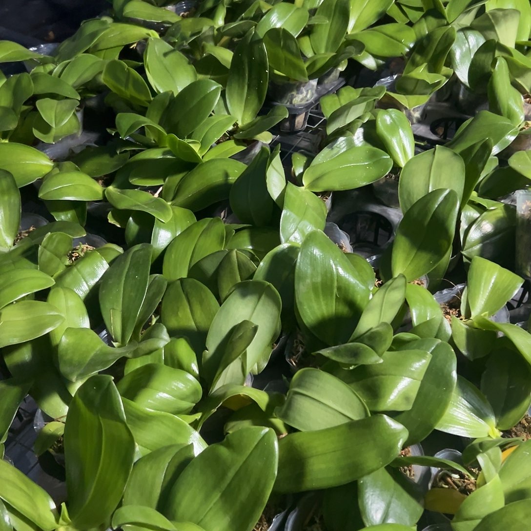 大部分开放少量花苞贝类盲盒2.8寸苗子发货