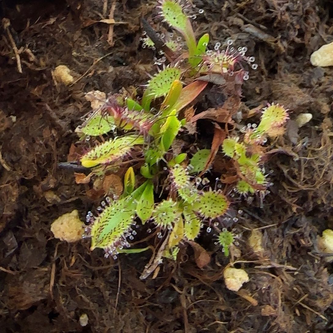 无花朵墨菲特茅膏菜