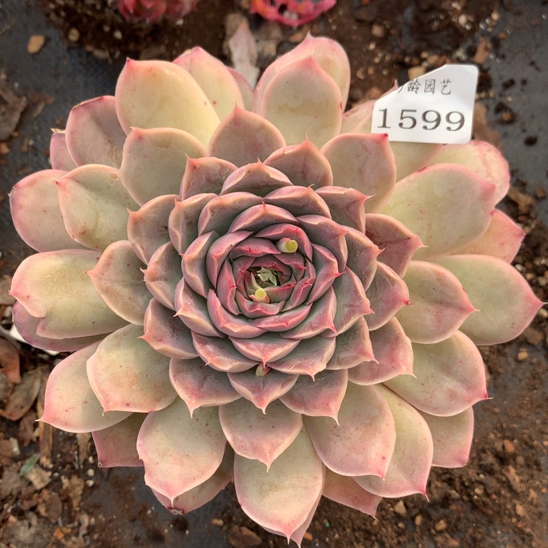 1599杂交多肉植物