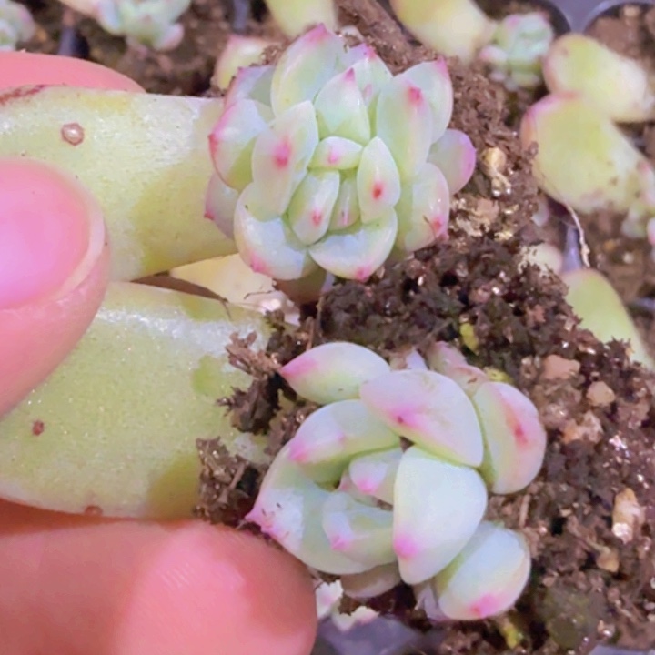 雪花珍妮五颗一组