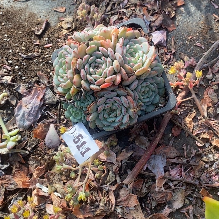 叮***i511白胖子相府莲多肉植物2颗