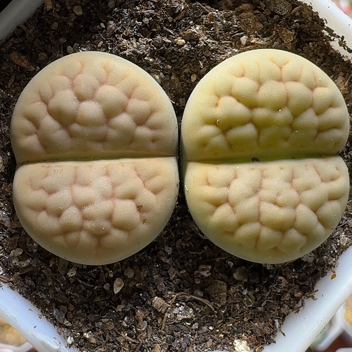 生石花11111111。   195