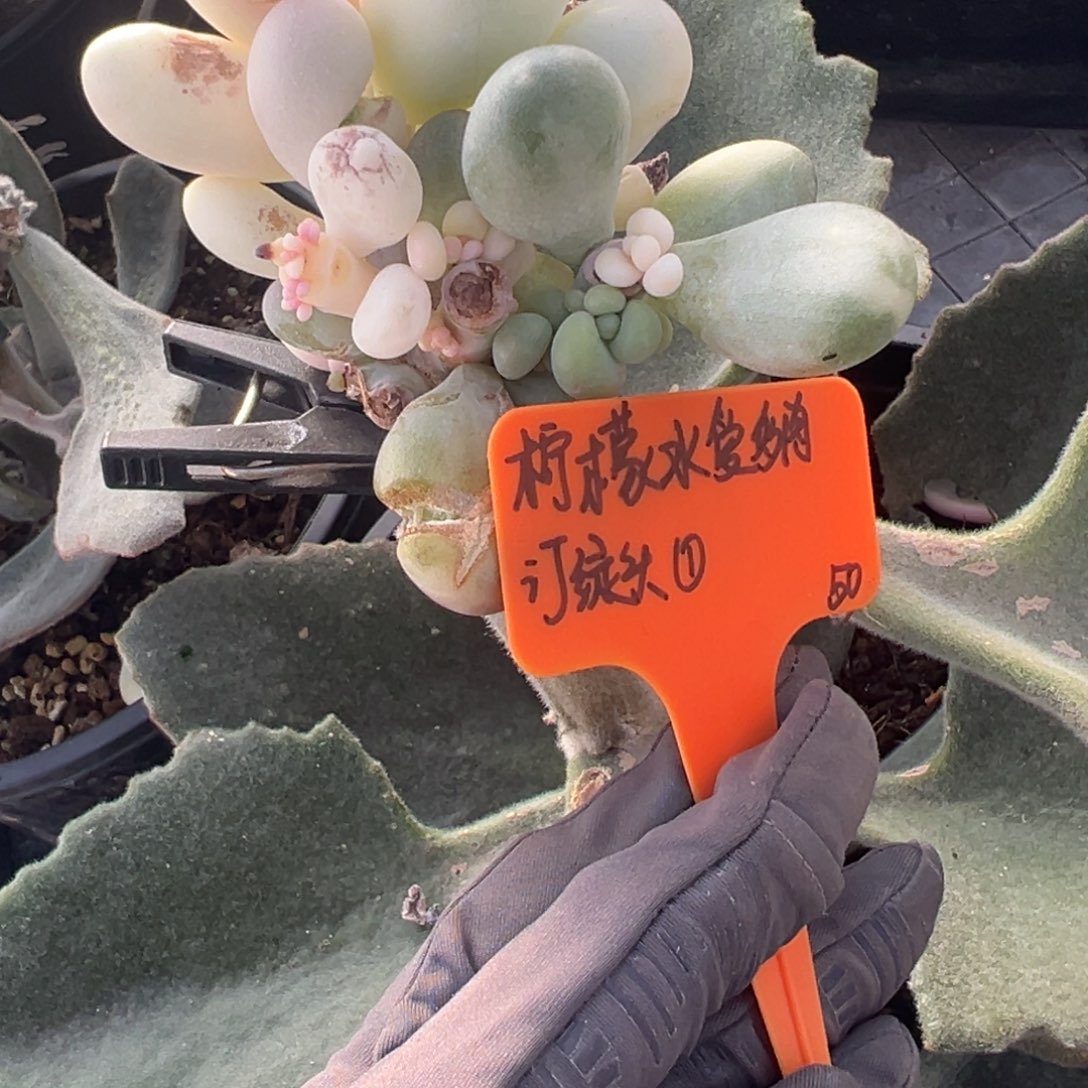 柠***肉荔枝冻带锦基因绿头预定第一加汉堡绿头