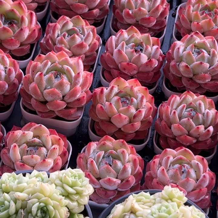 新疆包邮 草莓杏仁