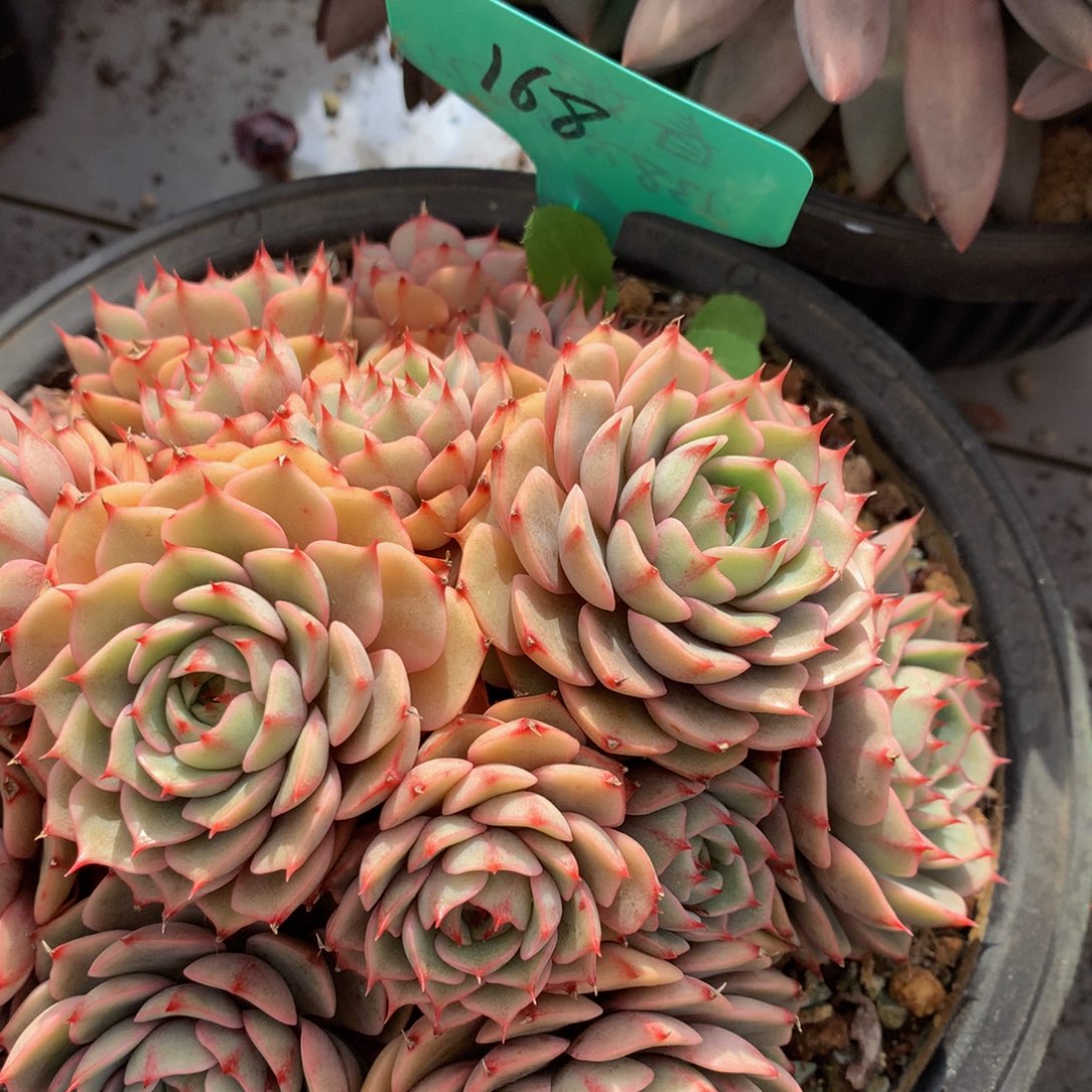 本巴蒂7272727727373