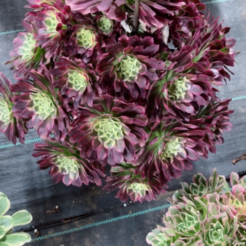 多肉植物天河锦。