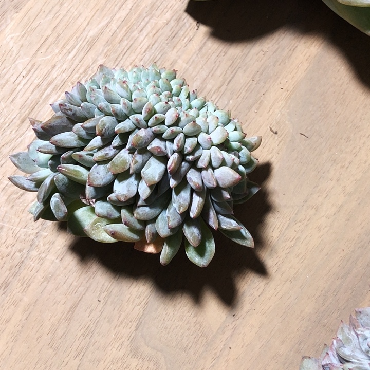 花卷专拍多肉植物