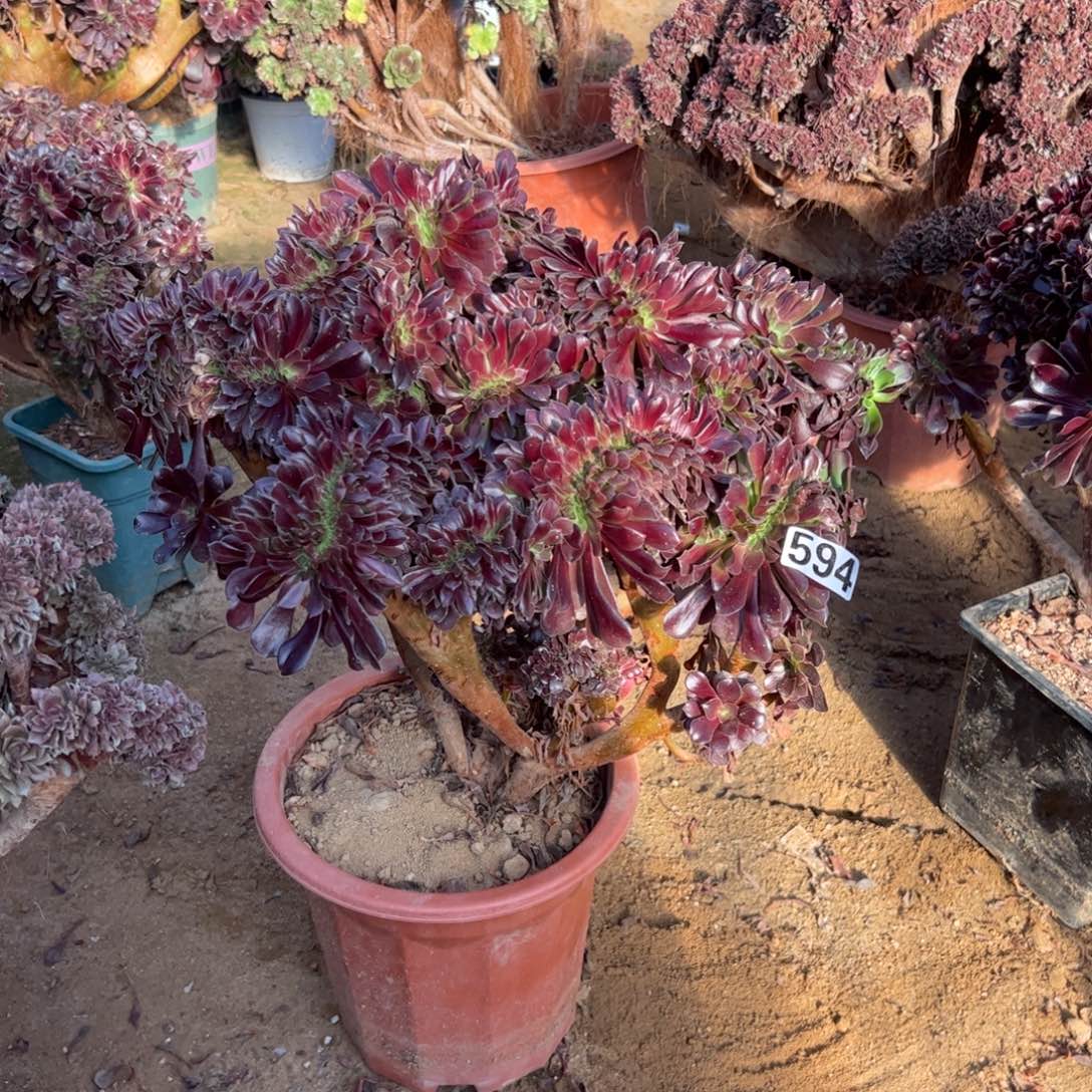 欧紫594冠服42厘米