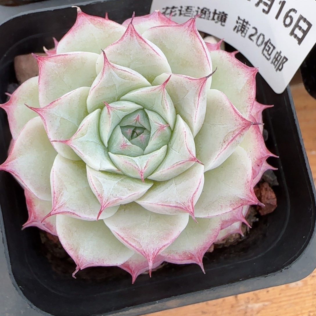 花语逸镜0116-271