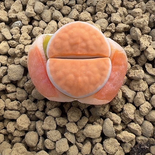 2141.冰橙111111111