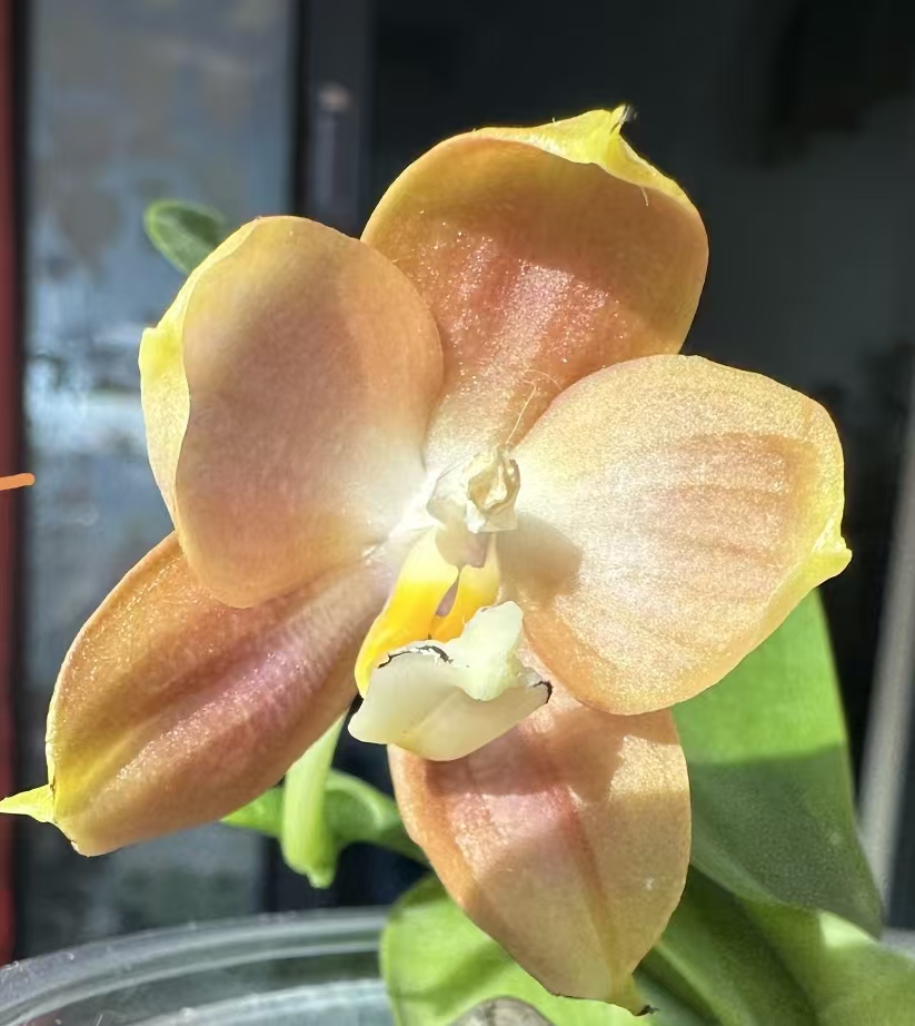 万花筒1.7寸蝴蝶兰