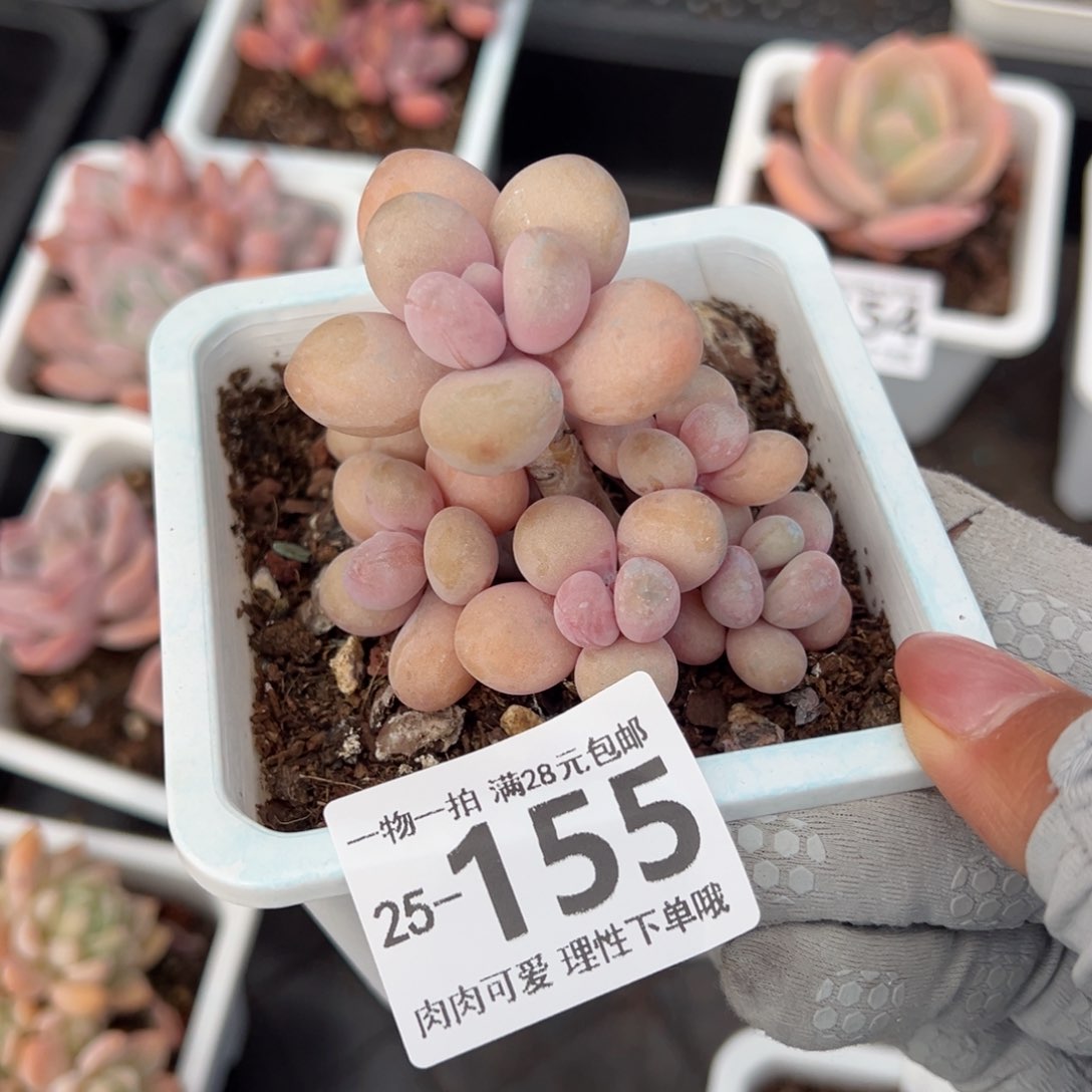 桃蛋多肉多肉多肉多肉多肉多肉