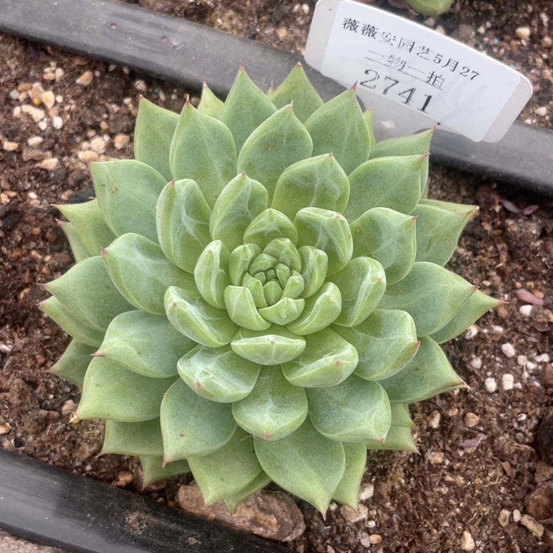 薇薇安园艺多肉2741