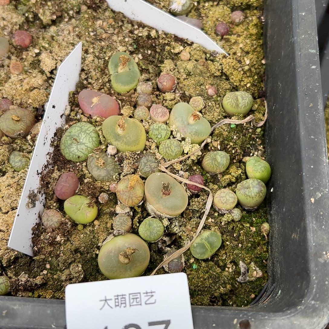 清框脱土发。     127