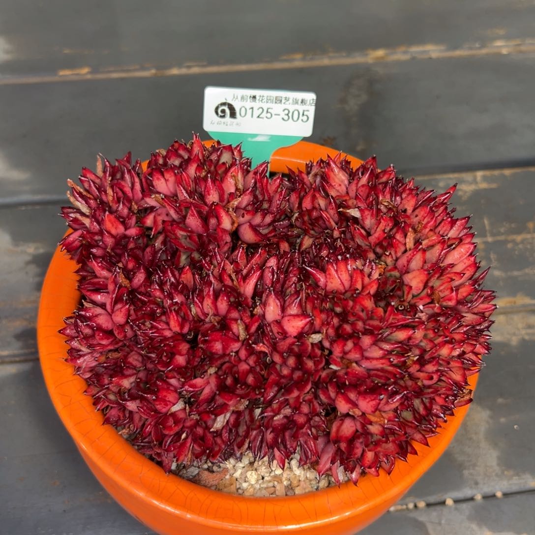 多肉一物一拍0125-305