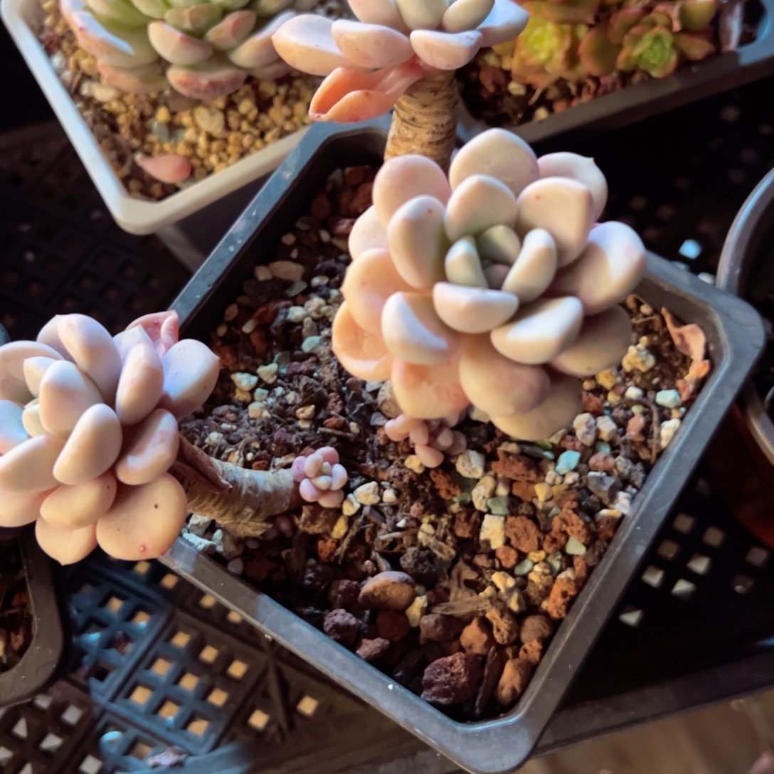 幸运的是我的朋友