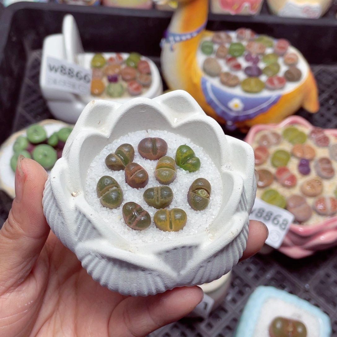 w8873 -零下地区拍保温-15支持寄养