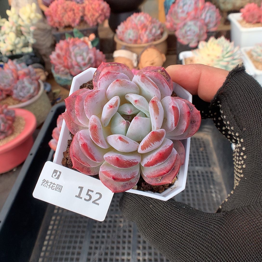 152梦露叠叶多肉植物666