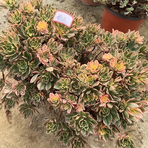 多肉植物甜茶481号