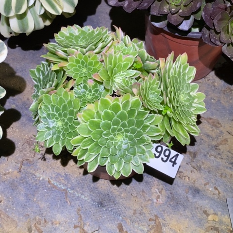 翡翠冰多肉植物法师不包损