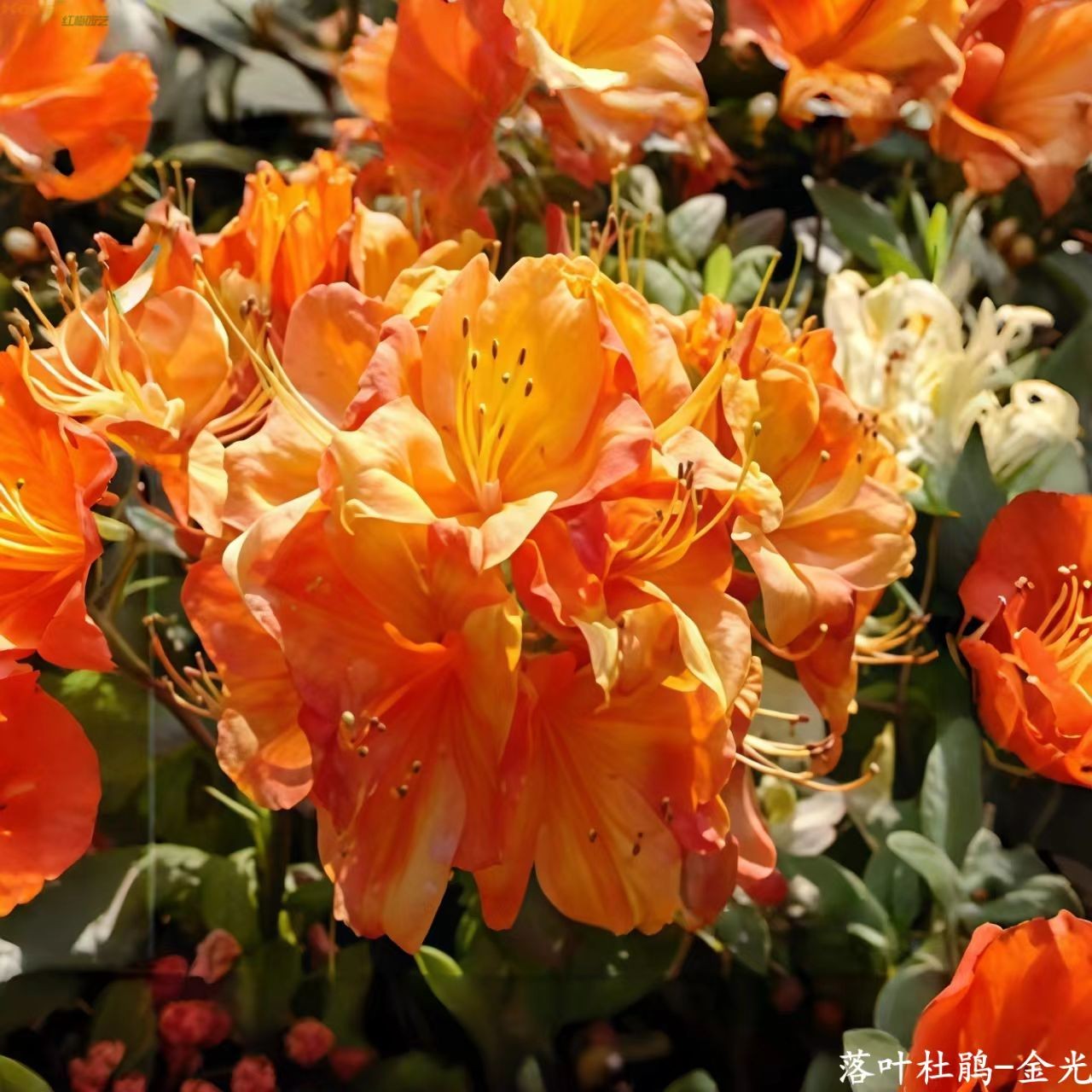 红梅园艺【金光】落叶杜鹃进口品种（TB9盆）耐热耐寒好活好养