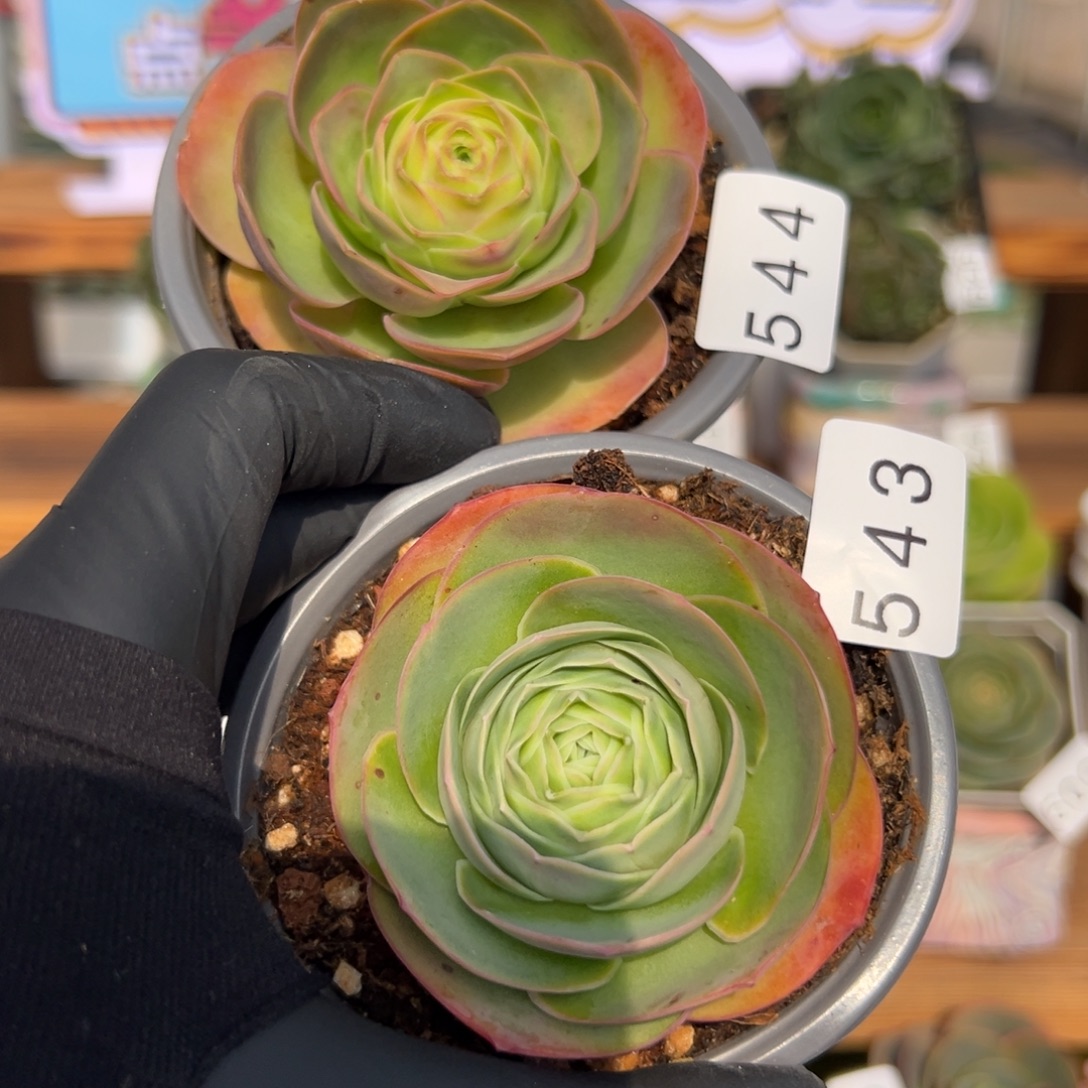 永***务543.544两颗优选禧桃