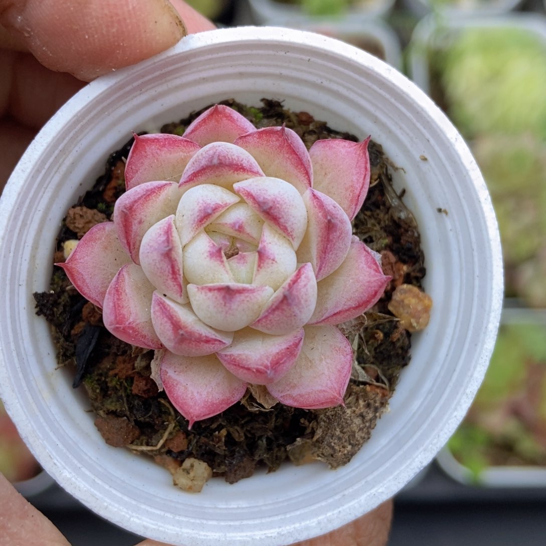 春泥家框拍链接M29