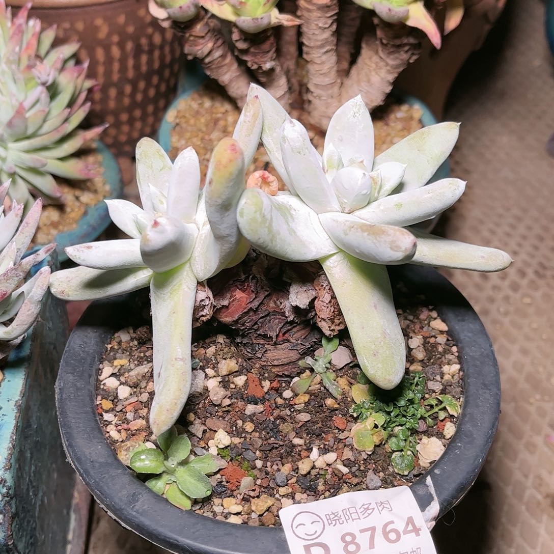 8764拇指仙女杯多肉