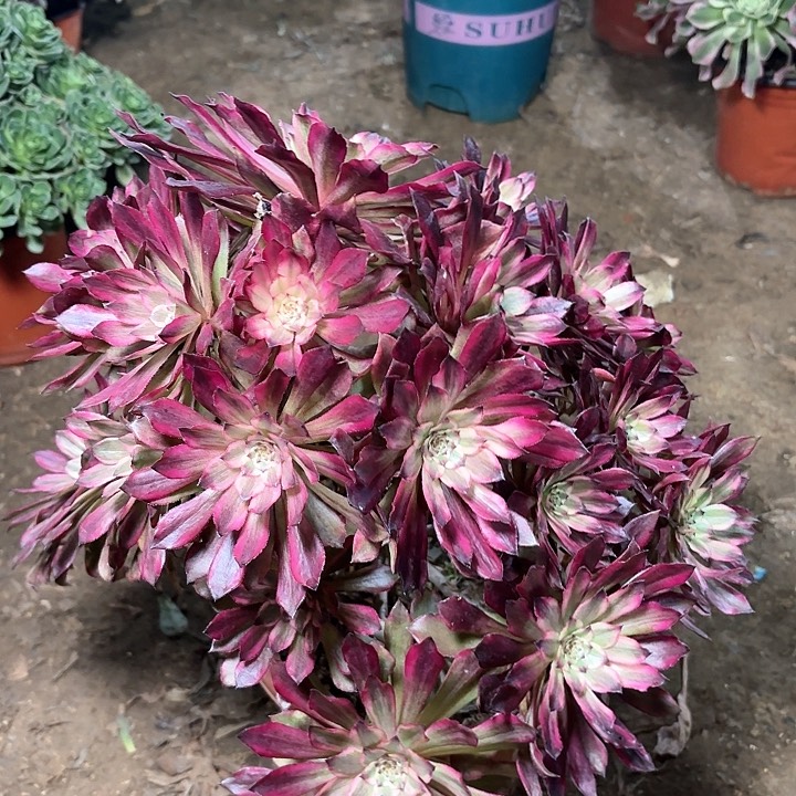 多肉植物法师雪姬17