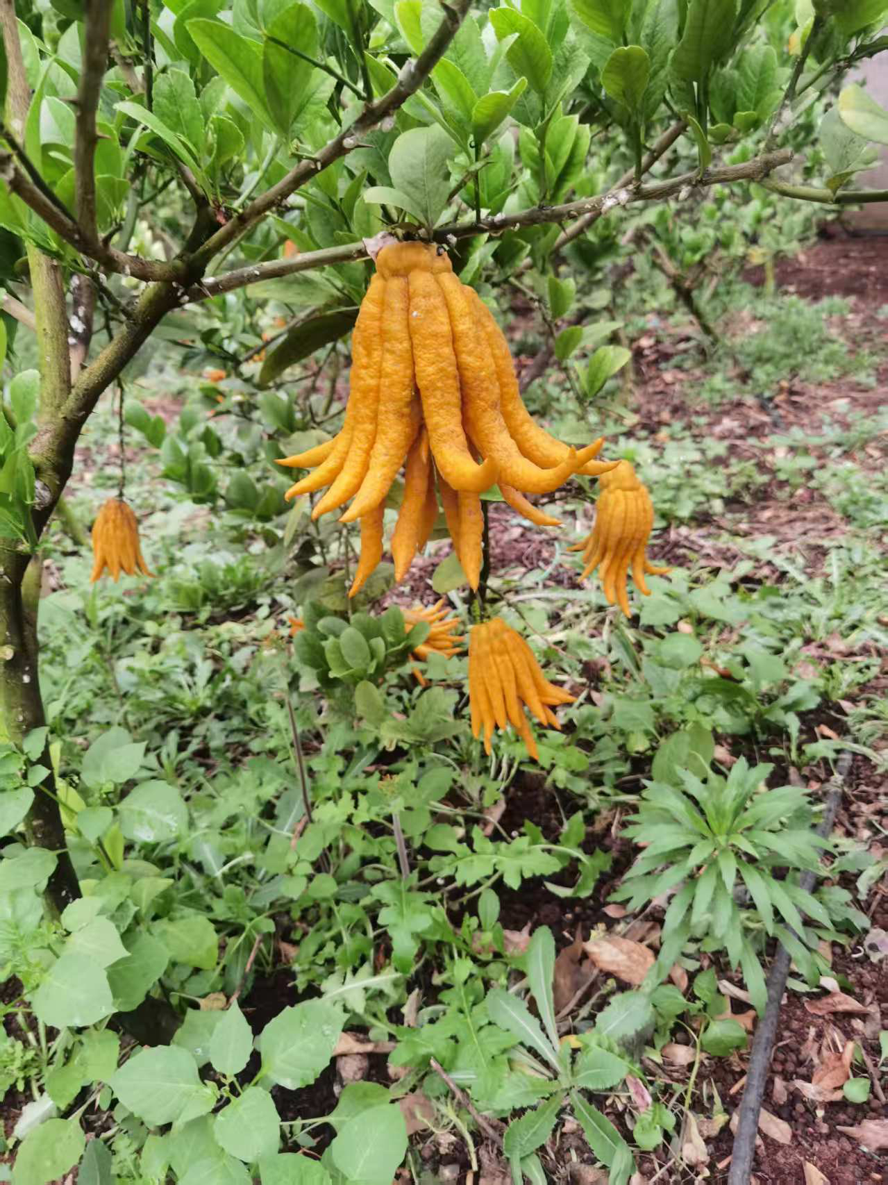 【100～200山东佛手】清供～盆景～闻香～水培｛正价果7天售后｝