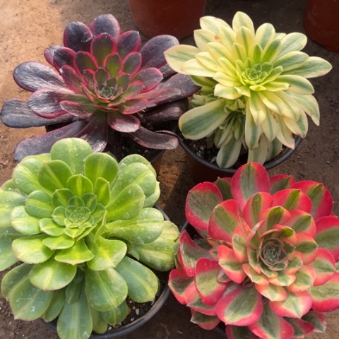 061多肉植物组合