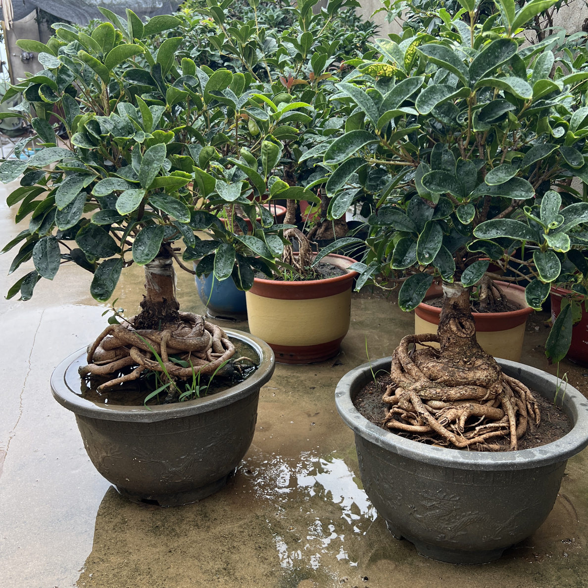桂花盆栽易活造型苗木绿植适合室内阳台摆放的盆景老桩