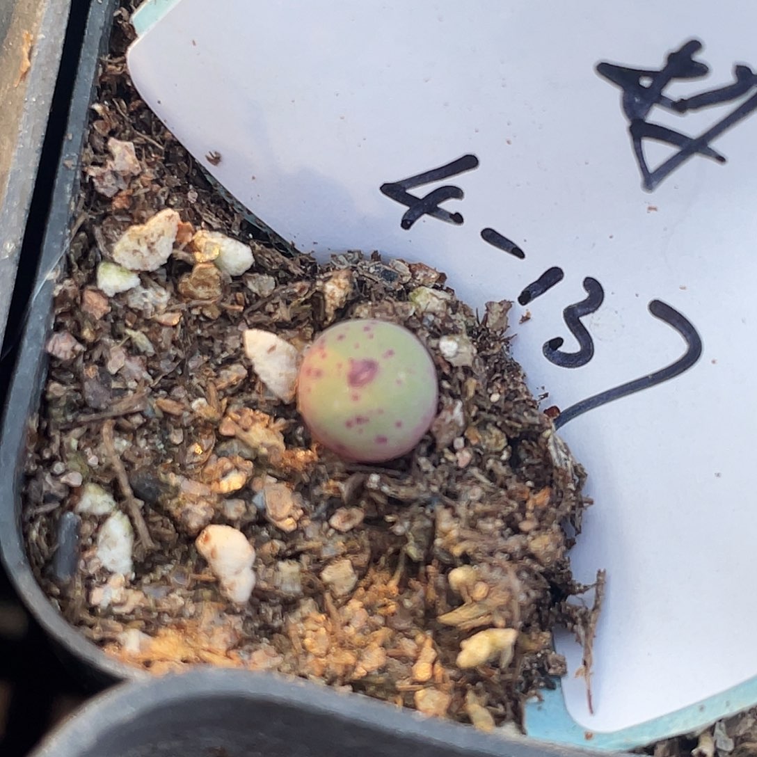 4-137嘴多肉植物