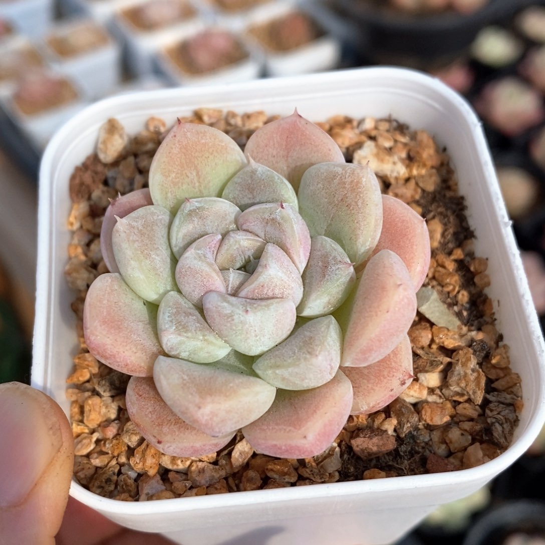 精品多肉一物一拍包整10