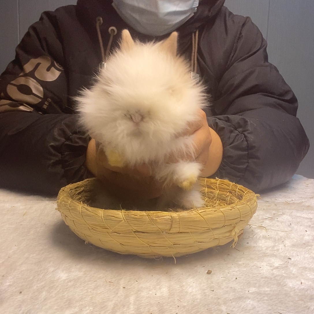 猫猫兔奶茶猫猫兔