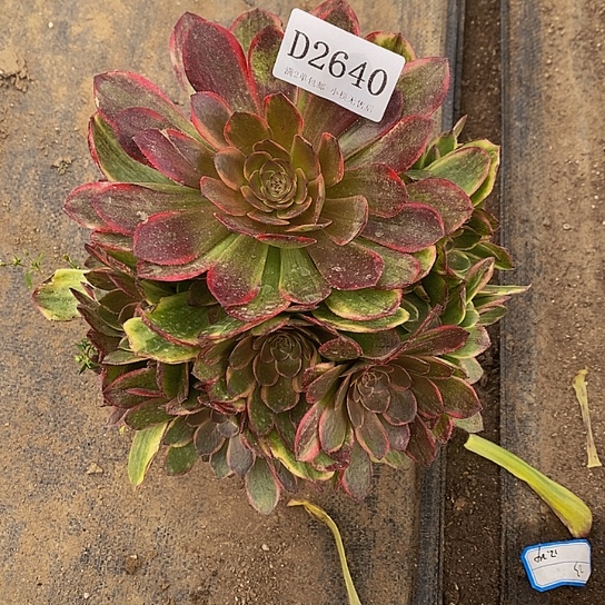 2640半夏多肉法师锦