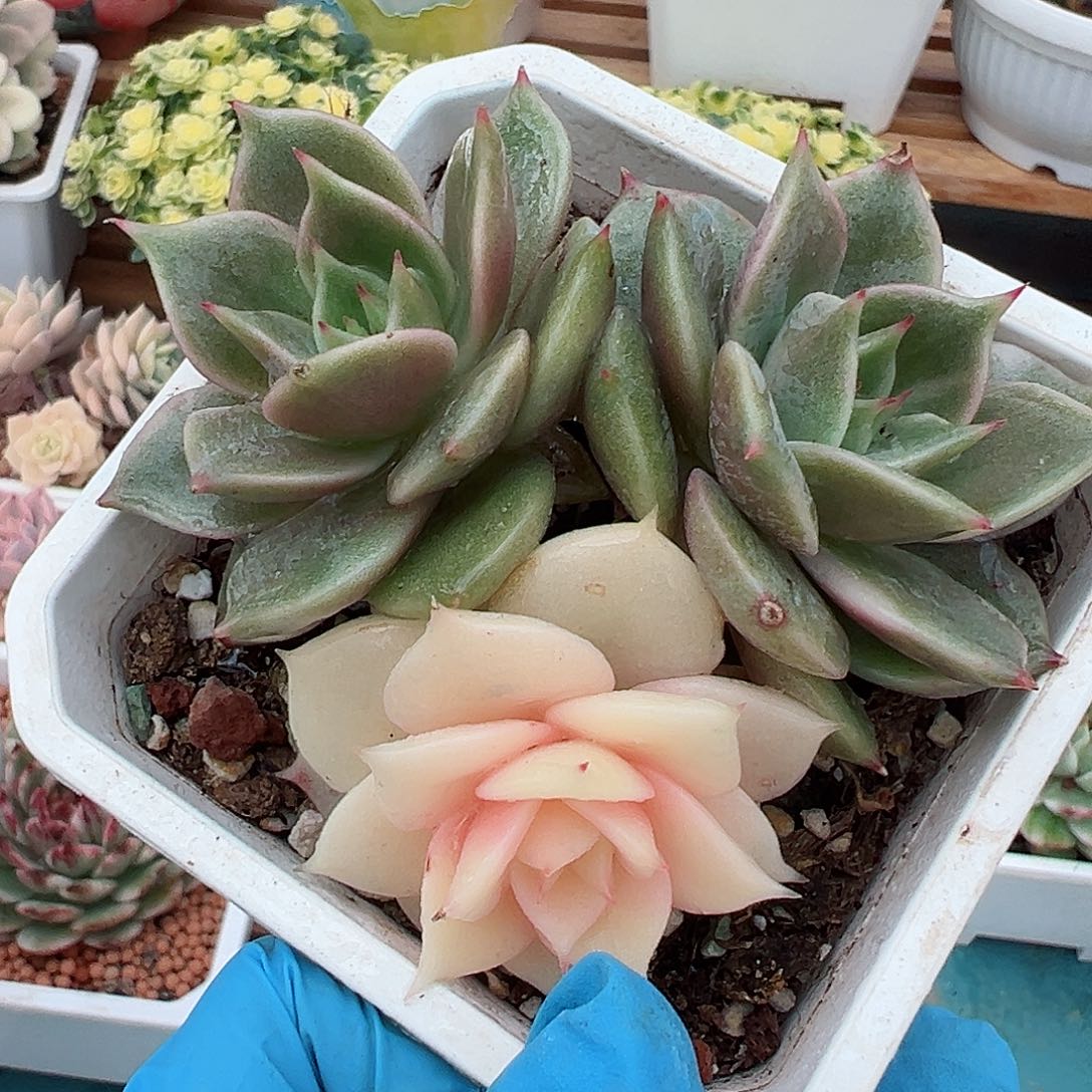 贝加尔湖锦，阴阳锦