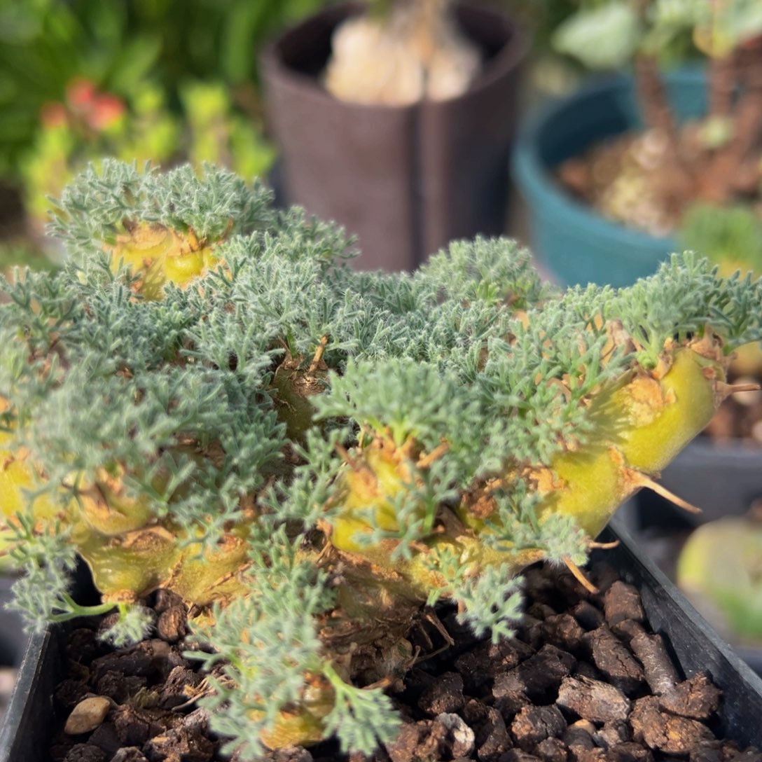 兜*** 55多肉植物百科植物