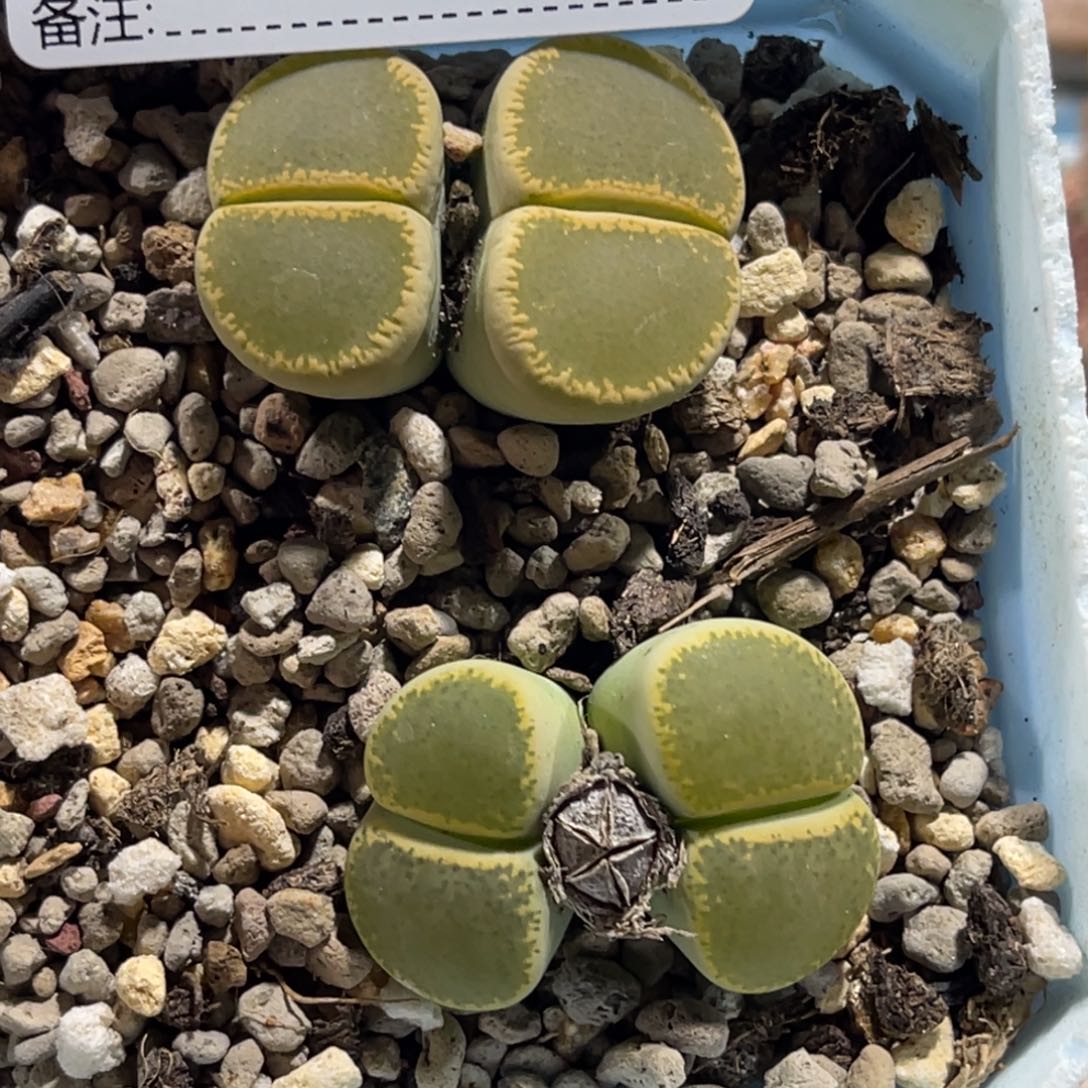 3872双头绿帽子2颗