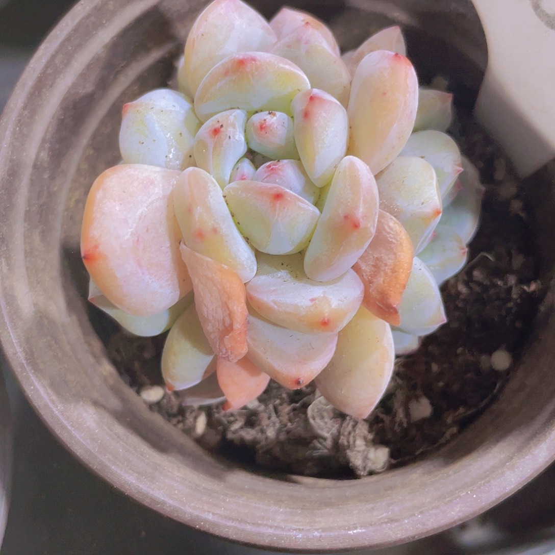 星影a023一物一拍