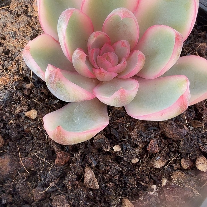 赫拉锦多肉锦植物