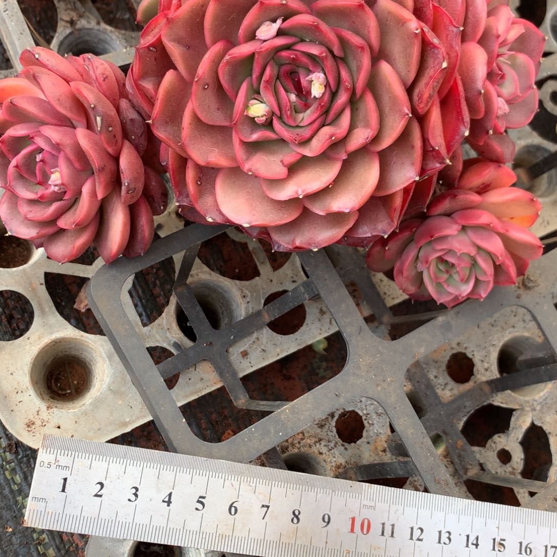 3907杂交精品基地16厘米