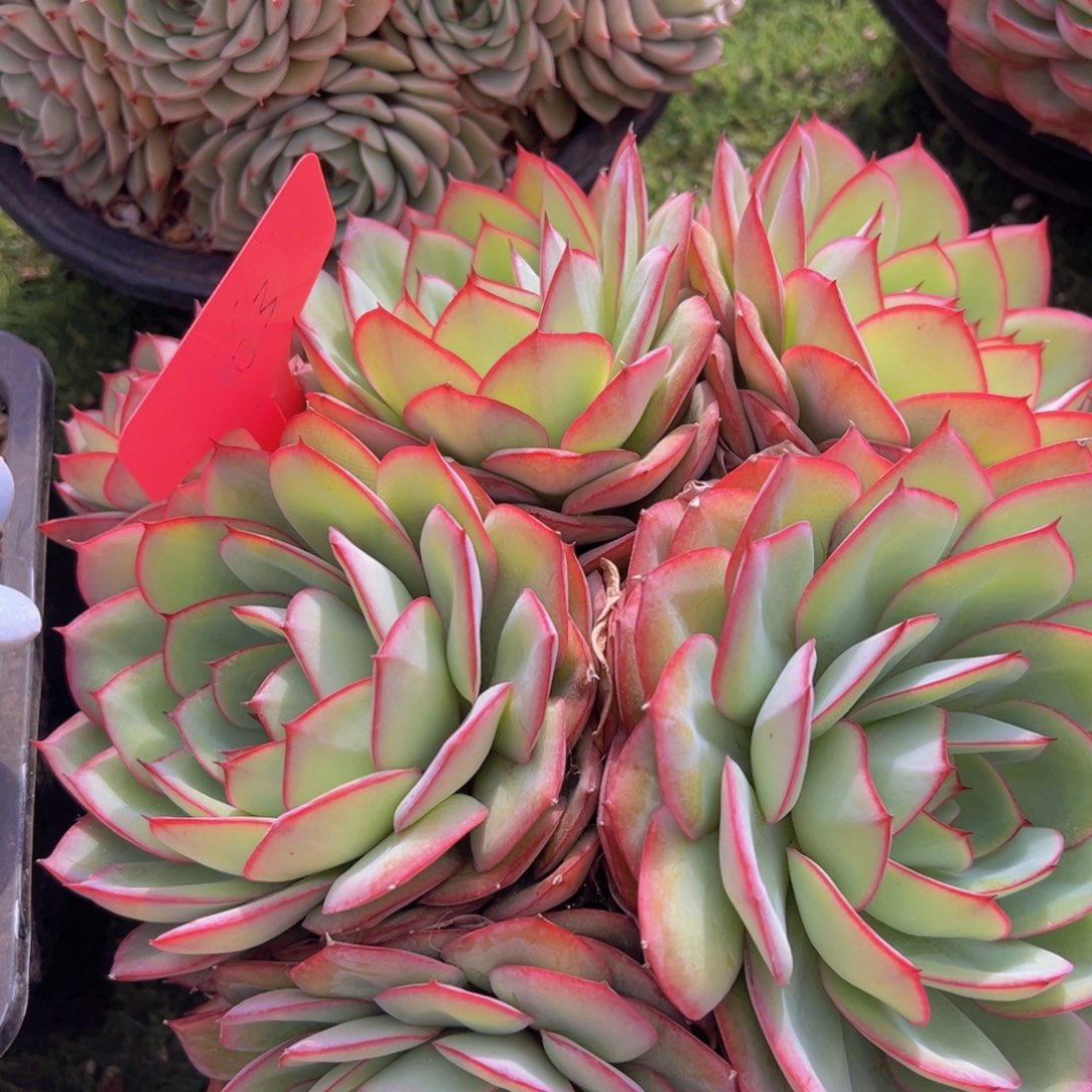 香玉的故事是一个人的故事