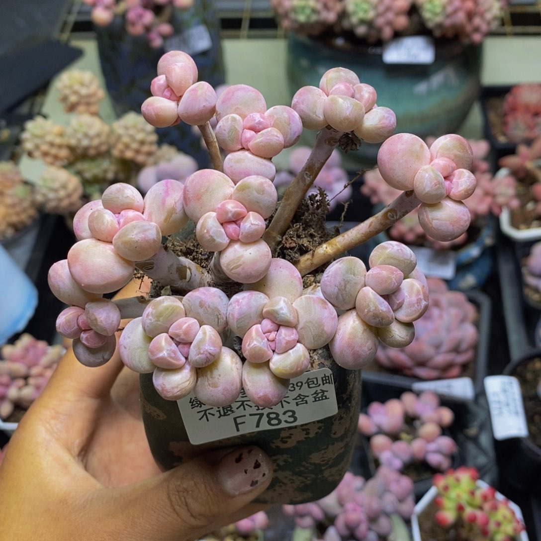 783香玉多肉肉7c m