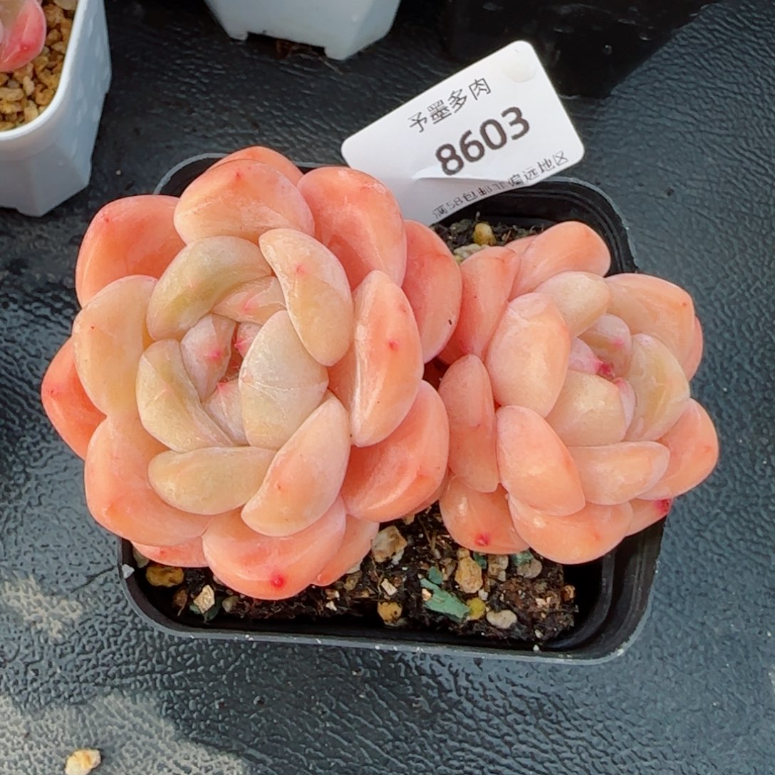 厚梦，8603多肉植物
