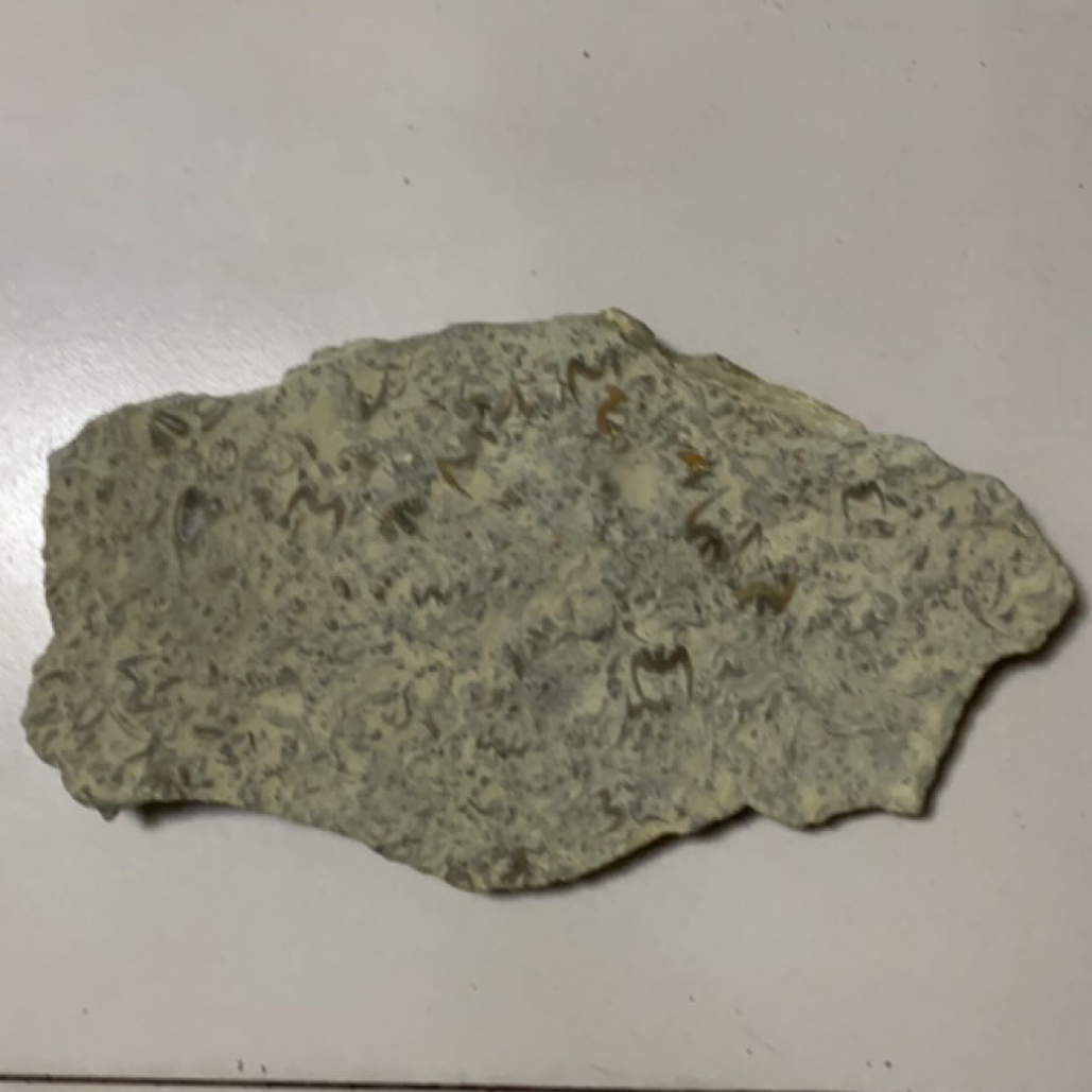 三叶虫化石燕子石精品原石摆件37 cm x 20 cm