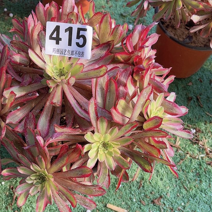 【闪购商品】用****7415仙子2-5