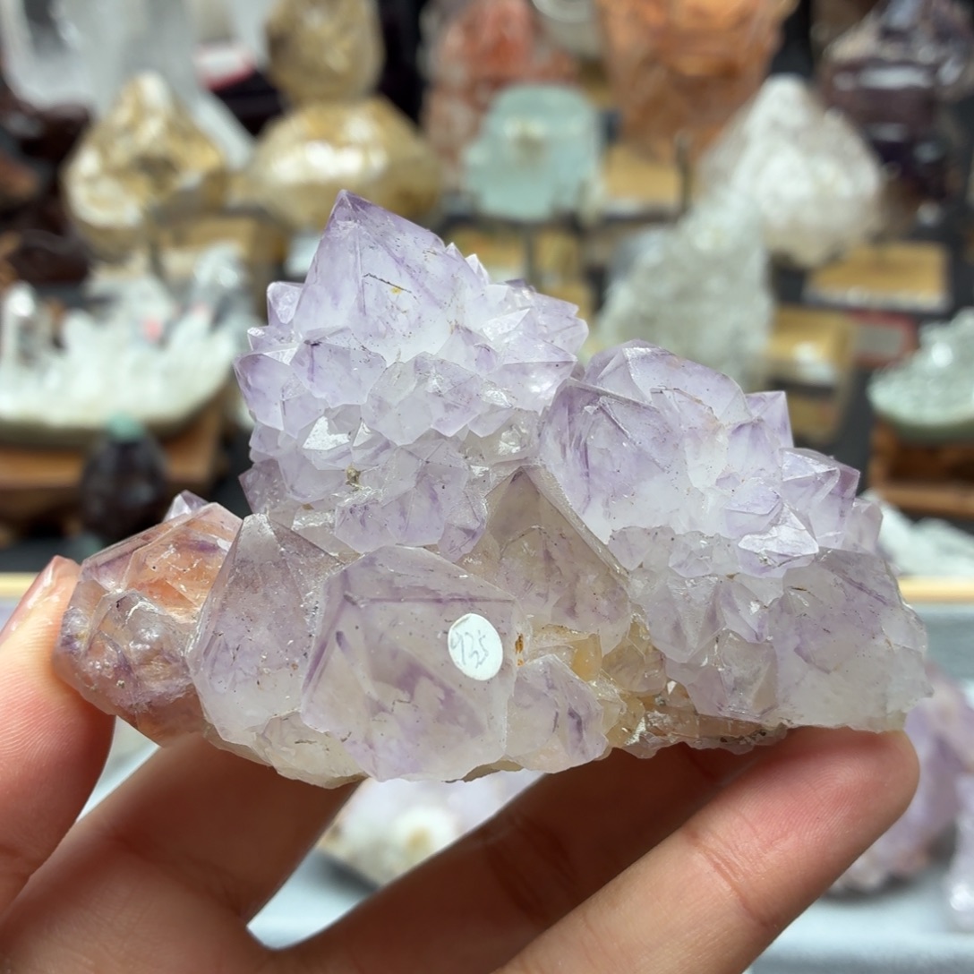 有机玻璃南非仙人掌