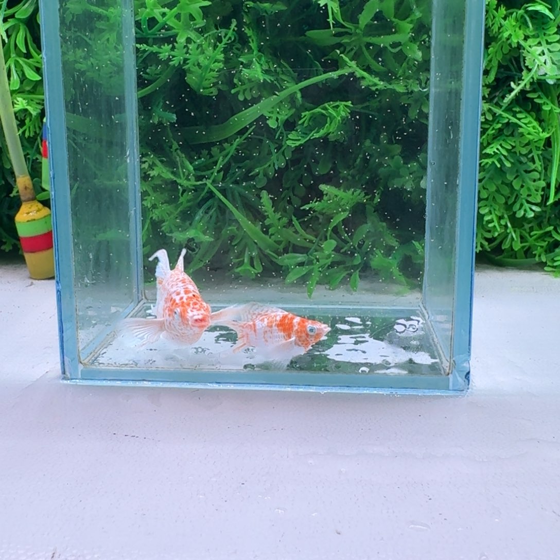 黑玛丽鱼182号玛丽2条