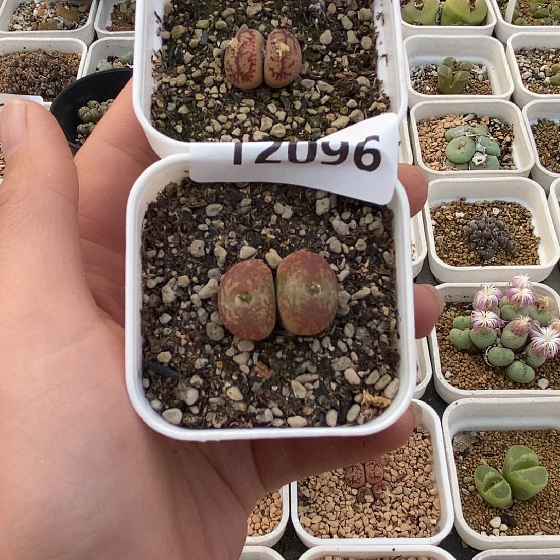 T***e12096-杂交拆分。  